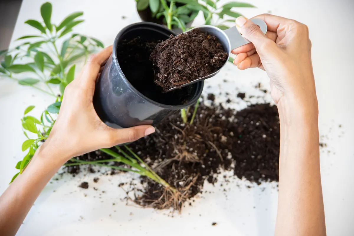 How to Repot a Supermarket Orchid Without Killing It